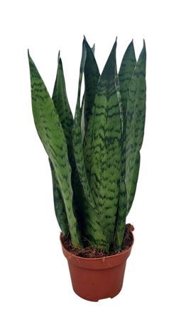 Sansevieria Zeylanica Straight