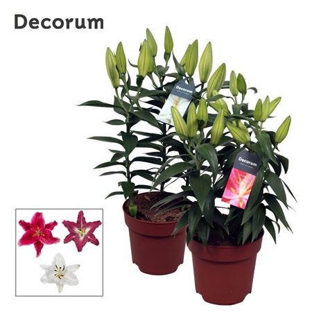 Lilium Or Mix 3pp (decorum)