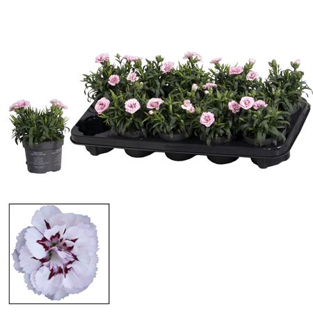 Dianthus Oscar Pink And Purple