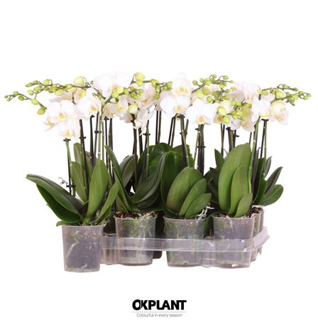 Phal 2st Natural Charm White (ok)