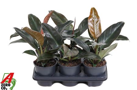 Philodendron Imperial Red P13