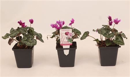 Cyclamen Hed Pink