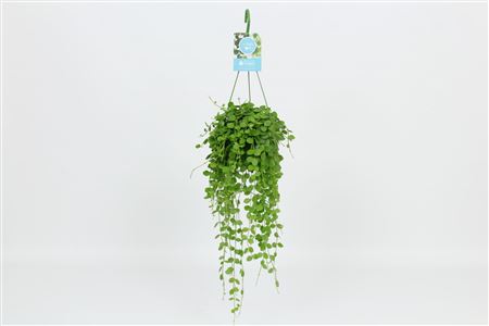 Dischidia Nummularia Hangpot