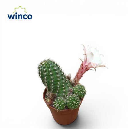 Chamaecereus Silvestrii White Flower