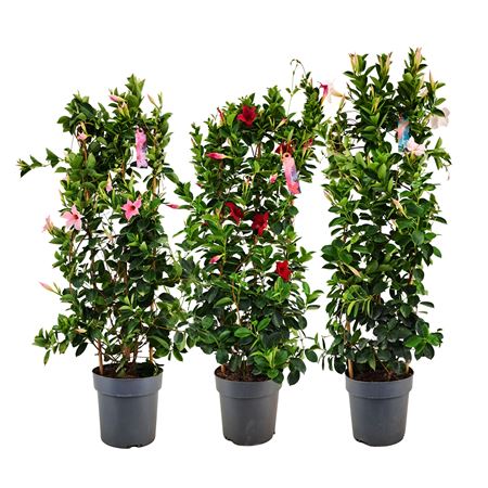 Mandevilla Mix On Reck