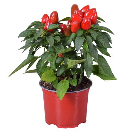 Capsicum An Samba Red