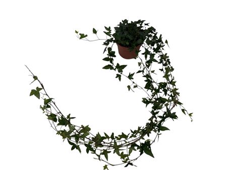 Hedera Shamrock Medium Long