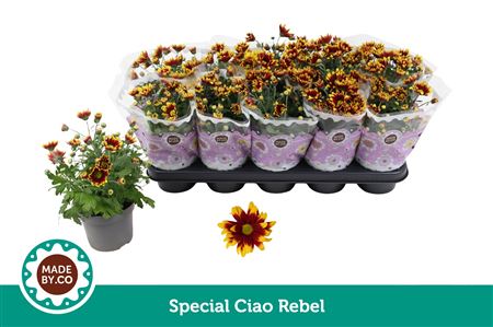 Chrys Special Ciao Rebel 3pp