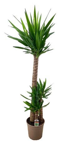 Yucca 120-60-30 3+