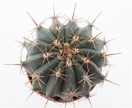 Ferocactua Alamosanus