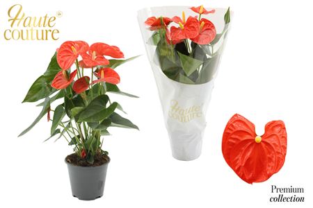 Anth An Sierra Orange 5+ Haute Couture Sle
