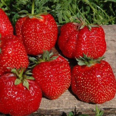 Земляника Гигантский Деликатес