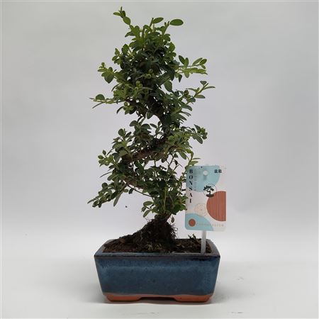 Cotoneaster S-shape Bonsai