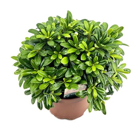 Pittosporum Tobira Nanum