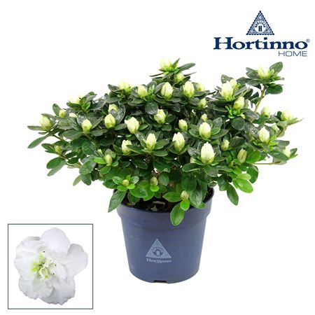 Azalea Hortinno White