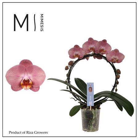 Phal Moon Old Pink 16+(mimesis)