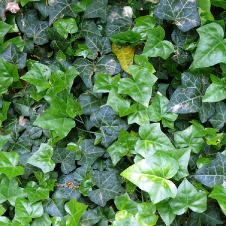 Плющ в тубе