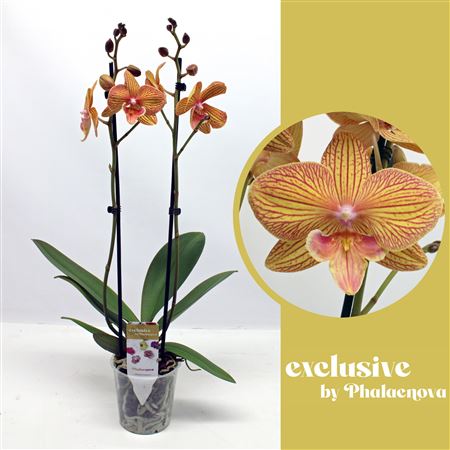 Phal 2st Nastasia (phalaenova)