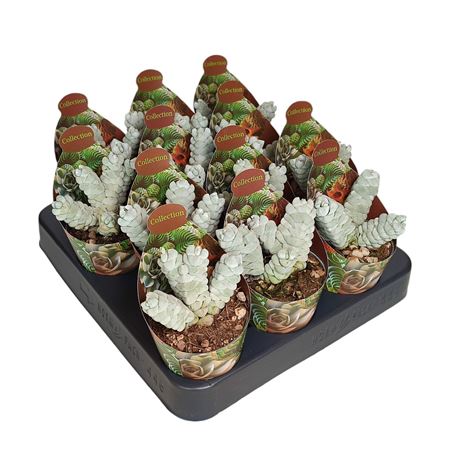 Crassula Deceptor Potcover
