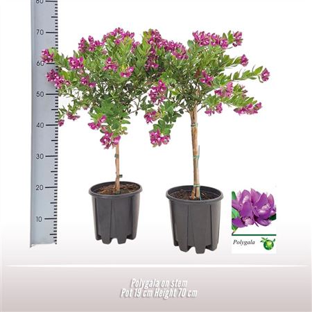 Polygala On Stem