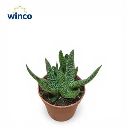 Gasteria Carinata