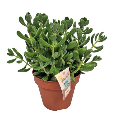 Crassula Rogersii