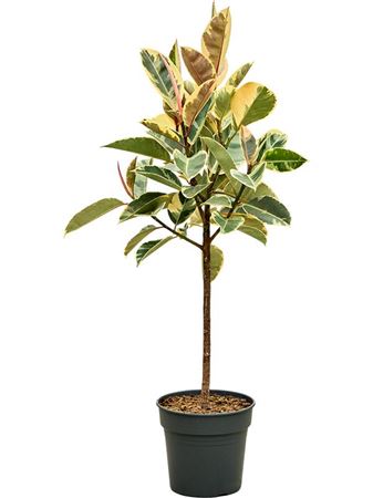 Ficus Elastica Tineke