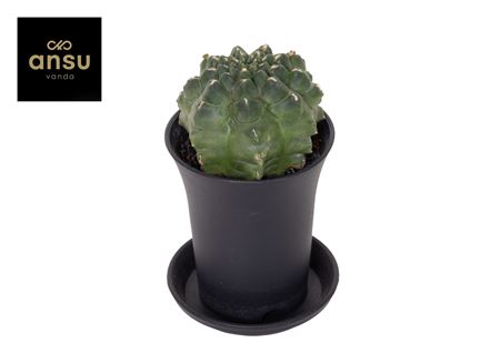 Gymno Cactus Transformer
