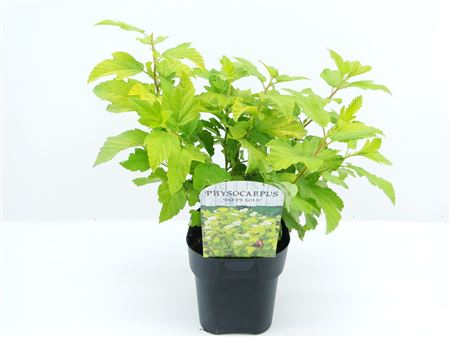Physocarpus Op Dart's Gold