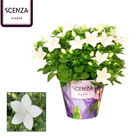 Campanula Iso Atlanta (scenza)