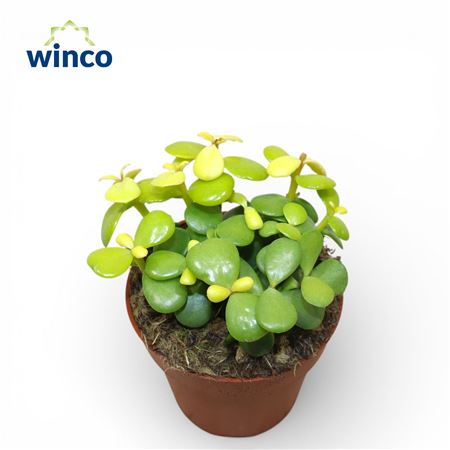 Crassula Afra Lemon