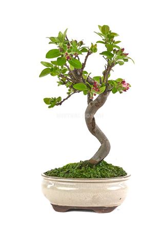 Bonsai Malus Sp. S-shape