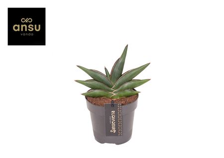 Sansevieria Almond Jade No. 4