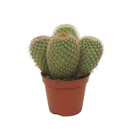 Mammillaria Pilcayensis Groep