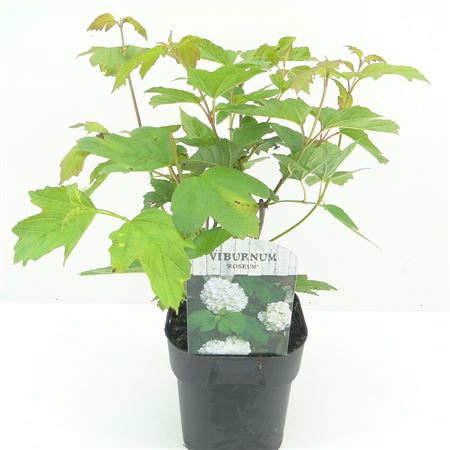 Viburnum Op Roseum