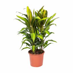 Кордилина Киви