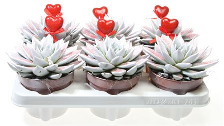 Echeveria Miranda Wit Rode Glitter + Hart