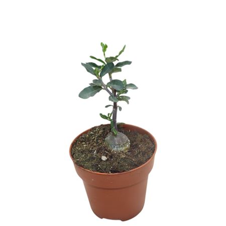 Fockea Edulis
