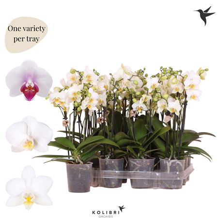 Phal 3st White (ok)