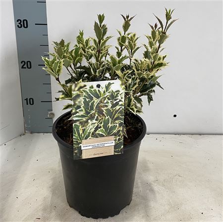 Osmanthus Heterophyllus Variegatus