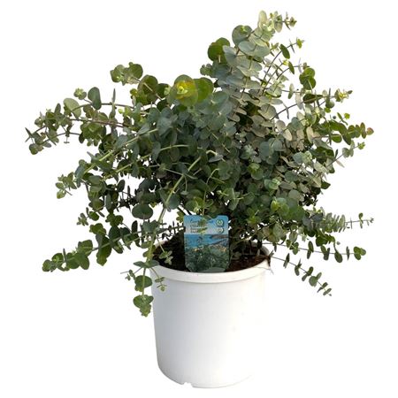 Eucalyptus Cinerea