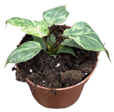 Philodendron Gloriosum Snow Leopard