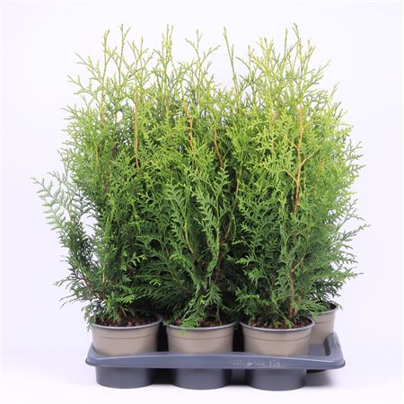 Thuja Occidentalis 'brabant'