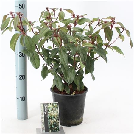 Viburnum Glob Jermyn's Globe