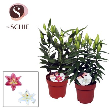 Lilium Or Mix 3pp