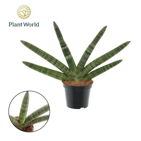 Sansevieria Twisted Stem