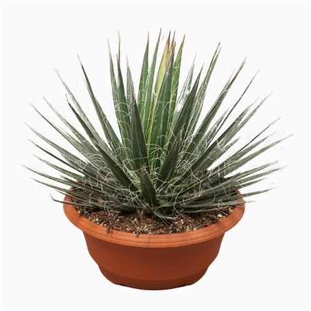 Agave Filifera