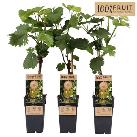 Vitis Vin Lakemount (grafted)