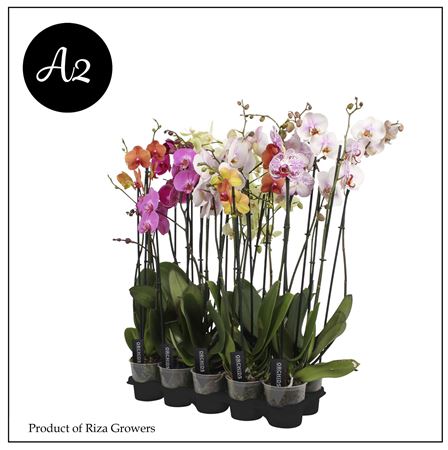 Phal 2st A2 Mix (для выращивания орхидей)