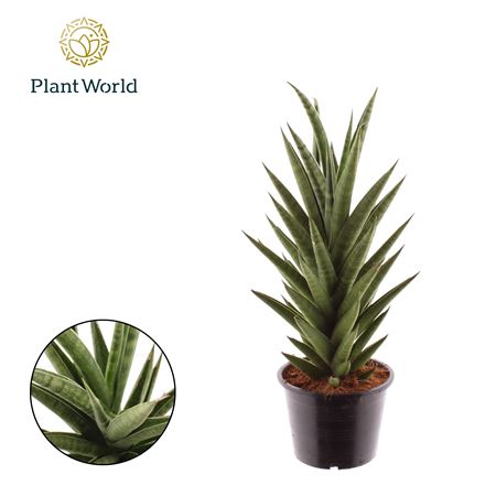 Sansevieria 'starshooter'